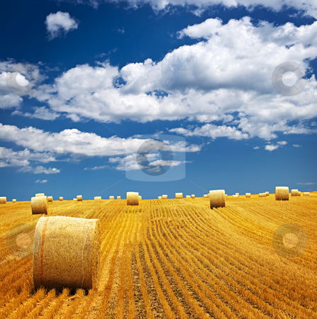 To use this stock image in your creative project, please select the size you need over to the right and click the "Add to Cart" button.
Your downloaded image will come with the Cutcaster watermark removed so don’t worry about the watermark you see on this page. Farm field with hay bales stock photo, Agricultural landscape of hay bales in a golden field by Elena Elisseeva