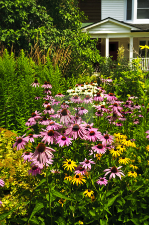 To use this stock image in your creative project, please select the size you need over to the right and click the "Add to Cart" button.
Your downloaded image will come with the Cutcaster watermark removed so don’t worry about the watermark you see on this page. Residential garden landscaping stock photo, Residential landscaped garden with purple echinacea coneflowers and plants by Elena Elisseeva