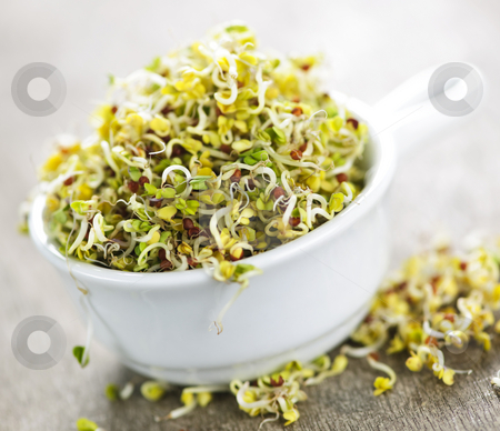 To use this stock image in your creative project, please select the size you need over to the right and click the "Add to Cart" button.
Your downloaded image will come with the Cutcaster watermark removed so don’t worry about the watermark you see on this page. Alfalfa sprouts in a cup stock photo, Organic young alfalfa sprouts in a cup by Elena Elisseeva