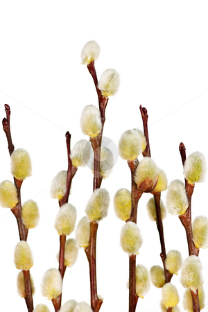 To use this stock image in your creative project, please select the size you need over to the right and click the "Add to Cart" button.
Your downloaded image will come with the Cutcaster watermark removed so don’t worry about the watermark you see on this page. Spring pussy willows stock photo, Spring Easter pussy willow branches isolated on white background by Elena Elisseeva