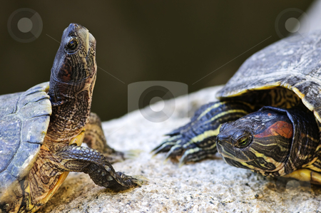 To use this stock image in your creative project, please select the size you need over to the right and click the "Add to Cart" button.
Your downloaded image will come with the Cutcaster watermark removed so don’t worry about the watermark you see on this page. Red eared slider turtles stock photo, Two red eared slider turtles sitting on rock by Elena Elisseeva