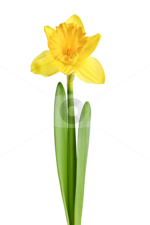 To use this stock image in your creative project, please select the size you need over to the right and click the "Add to Cart" button.
Your downloaded image will come with the Cutcaster watermark removed so don’t worry about the watermark you see on this page. Spring yellow daffodil stock photo, Spring yellow daffodil flower isolated on white background by Elena Elisseeva
