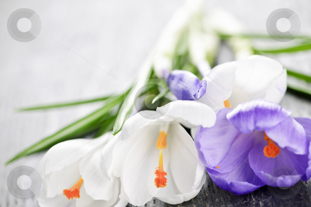 To use this stock image in your creative project, please select the size you need over to the right and click the "Add to Cart" button.
Your downloaded image will come with the Cutcaster watermark removed so don’t worry about the watermark you see on this page. Spring crocus flowers stock photo, Fresh cut white and purple spring crocus flowers by Elena Elisseeva