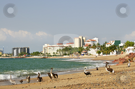To use this stock image in your creative project, please select the size you need over to the right and click the "Add to Cart" button.
Your downloaded image will come with the Cutcaster watermark removed so don’t worry about the watermark you see on this page. Pelicans on beach in Mexico stock photo, Pelicans on Puerto Vallarta beach in Mexico by Elena Elisseeva