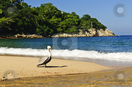 To use this stock image in your creative project, please select the size you need over to the right and click the "Add to Cart" button.
Your downloaded image will come with the Cutcaster watermark removed so don’t worry about the watermark you see on this page. Pelican on beach in Mexico stock photo, Pelican on beach near Pacific ocean in Mexico by Elena Elisseeva