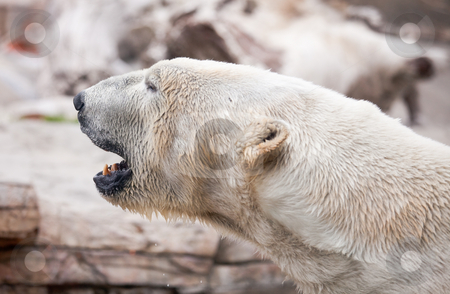 To use this stock image in your creative project, please select the size you need over to the right and click the "Add to Cart" button.
Your downloaded image will come with the Cutcaster watermark removed so don’t worry about the watermark you see on this page. Majestic Polar Bear Profile stock photo, Beautiful Majestic White Polar Bear Profile Image. by Andy Dean