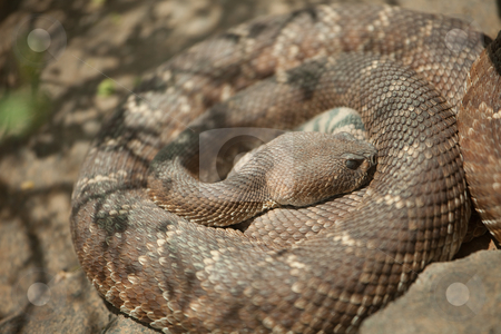 To use this stock image in your creative project, please select the size you need over to the right and click the "Add to Cart" button.
Your downloaded image will come with the Cutcaster watermark removed so don’t worry about the watermark you see on this page. Resting Western Diamondback Rattlesnake stock photo, Western Diamondback Rattlesnake Resting in the Warm Sun. by Andy Dean