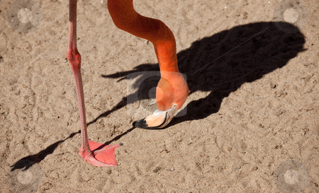To use this stock image in your creative project, please select the size you need over to the right and click the "Add to Cart" button.
Your downloaded image will come with the Cutcaster watermark removed so don’t worry about the watermark you see on this page. Beautiful Flamingo Abstract stock photo, Beautiful Flamingo Abstract with His Dramatic Shadow. by Andy Dean