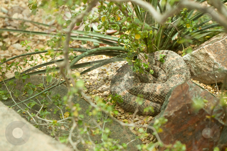 To use this stock image in your creative project, please select the size you need over to the right and click the "Add to Cart" button.
Your downloaded image will come with the Cutcaster watermark removed so don’t worry about the watermark you see on this page. Resting Western Diamondback Rattlesnake stock photo, Western Diamondback Rattlesnake Resting in the Warm Sun. by Andy Dean