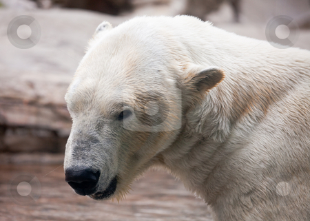 To use this stock image in your creative project, please select the size you need over to the right and click the "Add to Cart" button.
Your downloaded image will come with the Cutcaster watermark removed so don’t worry about the watermark you see on this page. Majestic Polar Bear Profile stock photo, Beautiful Majestic White Polar Bear Profile Image. by Andy Dean