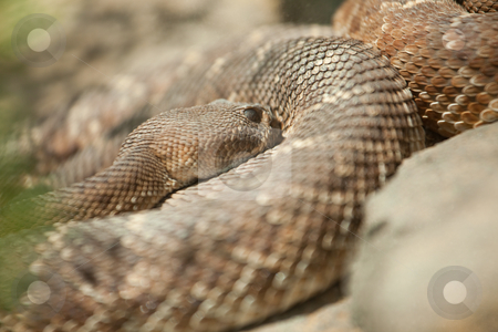To use this stock image in your creative project, please select the size you need over to the right and click the "Add to Cart" button.
Your downloaded image will come with the Cutcaster watermark removed so don’t worry about the watermark you see on this page. Resting Western Diamondback Rattlesnake stock photo, Western Diamondback Rattlesnake Resting in the Warm Sun. by Andy Dean