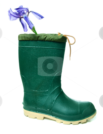 To use this stock image in your creative project, please select the size you need over to the right and click the "Add to Cart" button.
Your downloaded image will come with the Cutcaster watermark removed so don’t worry about the watermark you see on this page. Still Art stock photo, A single rubber boot with an iris flower in it, isolated against a white background. by Richard Nelson