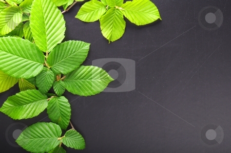 To use this stock image in your creative project, please select the size you need over to the right and click the "Add to Cart" button.
Your downloaded image will come with the Cutcaster watermark removed so don’t worry about the watermark you see on this page. Leaves and copyspace stock photo, Green summer leaves and black copyspace for text message by Gunnar Pippel