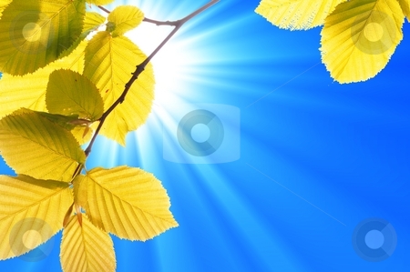 To use this stock image in your creative project, please select the size you need over to the right and click the "Add to Cart" button.
Your downloaded image will come with the Cutcaster watermark removed so don’t worry about the watermark you see on this page. Green leaves stock photo, Summer or nature concept with green leaf and sky by Gunnar Pippel