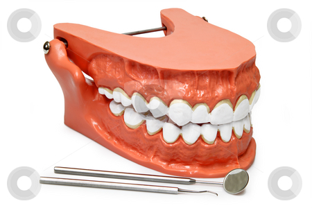 To use this stock image in your creative project, please select the size you need over to the right and click the "Add to Cart" button.
Your downloaded image will come with the Cutcaster watermark removed so don’t worry about the watermark you see on this page. Teeth model stock photo, Plastic model of teeth isolated on white background by Birgit Reitz-Hofmann