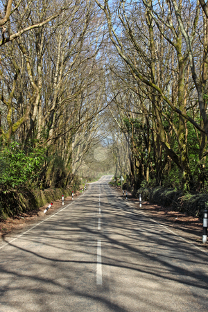 To use this stock image in your creative project, please select the size you need over to the right and click the "Add to Cart" button.
Your downloaded image will come with the Cutcaster watermark removed so don’t worry about the watermark you see on this page. Road through a forest in Cornwall UK. stock photo, Road through a forest in Cornwall UK. by Stephen Rees