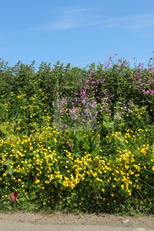 To use this stock image in your creative project, please select the size you need over to the right and click the "Add to Cart" button.
Your downloaded image will come with the Cutcaster watermark removed so don’t worry about the watermark you see on this page. Wild summer flowers in an English country road hedge. stock photo, Wild summer flowers in an English country road hedge. by Stephen Rees