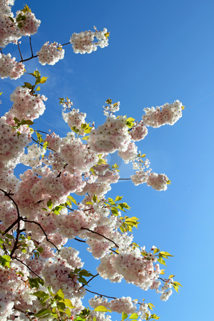 To use this stock image in your creative project, please select the size you need over to the right and click the "Add to Cart" button.
Your downloaded image will come with the Cutcaster watermark removed so don’t worry about the watermark you see on this page. Spring tree blossom against a blue sky. stock photo, Spring tree blossom against a blue sky. by Stephen Rees