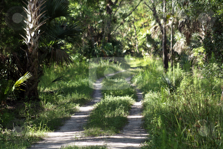 To use this stock image in your creative project, please select the size you need over to the right and click the "Add to Cart" button.
Your downloaded image will come with the Cutcaster watermark removed so don’t worry about the watermark you see on this page. Dirt Road in a Tropical Forest stock photo, A dirt road disappears into a lush, tropical forest. by Carl Stewart