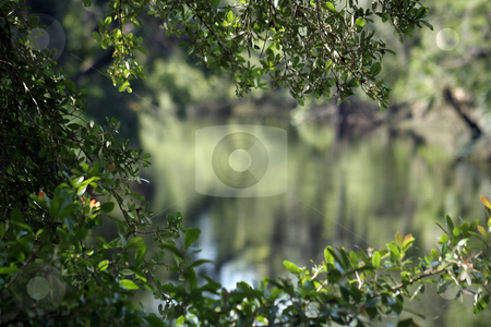 To use this stock image in your creative project, please select the size you need over to the right and click the "Add to Cart" button.
Your downloaded image will come with the Cutcaster watermark removed so don’t worry about the watermark you see on this page. Scenic, Lazy River (4) stock photo, Selective focus on the tree limbs leaves the lazy river in the background out of focus. Ideal for strategic placement of text or graphics. by Carl Stewart