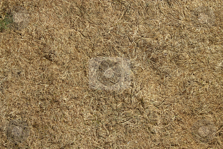 To use this stock image in your creative project, please select the size you need over to the right and click the "Add to Cart" button.
Your downloaded image will come with the Cutcaster watermark removed so don’t worry about the watermark you see on this page. Dead grass burnt by the sun in a drought. stock photo, Dead grass burnt by the sun in a drought. by Stephen Rees