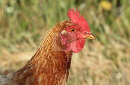 To use this stock image in your creative project, please select the size you need over to the right and click the "Add to Cart" button.
Your downloaded image will come with the Cutcaster watermark removed so don’t worry about the watermark you see on this page. Hen chicken outdoors close up. stock photo, Hen chicken outdoors close up. by Stephen Rees