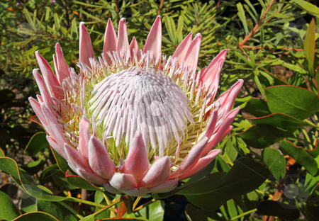 To use this stock image in your creative project, please select the size you need over to the right and click the "Add to Cart" button.
Your downloaded image will come with the Cutcaster watermark removed so don’t worry about the watermark you see on this page. Pink king protea plant (Cynaroides) in bloom. stock photo, Pink king protea plant (Cynaroides) in bloom. by Stephen Rees