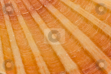 To use this stock image in your creative project, please select the size you need over to the right and click the "Add to Cart" button.
Your downloaded image will come with the Cutcaster watermark removed so don’t worry about the watermark you see on this page. Muschel - Shell stock photo, by Wolfgang Heidasch