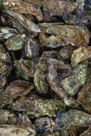 To use this stock image in your creative project, please select the size you need over to the right and click the "Add to Cart" button.
Your downloaded image will come with the Cutcaster watermark removed so don’t worry about the watermark you see on this page. Austern (Ostreidae) - Oysters stock photo, Austern (Ostreidae) geh?ren zur Klasse der Muscheln. - Ostreidae are the true oysters, and include all species that are commonly eaten under the name oyster. by Wolfgang Heidasch