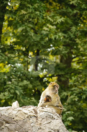 To use this stock image in your creative project, please select the size you need over to the right and click the "Add to Cart" button.
Your downloaded image will come with the Cutcaster watermark removed so don’t worry about the watermark you see on this page. Barbary macaques mother and son stock photo, A female of barbary macaque (macaca sylvanus) on a rock holding a baby monkey by Alessandro Rizzolli
