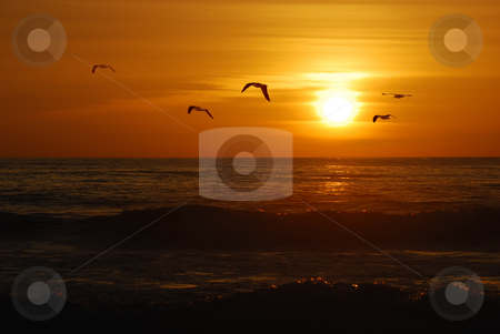 To use this stock image in your creative project, please select the size you need over to the right and click the "Add to Cart" button.
Your downloaded image will come with the Cutcaster watermark removed so don’t worry about the watermark you see on this page. California sunset stock photo, Seagulls flying over the Pacific coast in California in sunset. by Ivan Paunovic