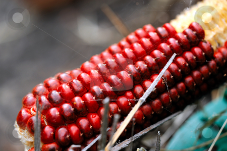 To use this stock image in your creative project, please select the size you need over to the right and click the "Add to Cart" button.
Your downloaded image will come with the Cutcaster watermark removed so don’t worry about the watermark you see on this page. Red Corn stock photo, A single cob of red Indian Corn viewed close-up showing the color details of the kernels by Lynn Bendickson