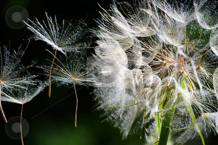 To use this stock image in your creative project, please select the size you need over to the right and click the "Add to Cart" button.
Your downloaded image will come with the Cutcaster watermark removed so don’t worry about the watermark you see on this page. Dandelion Seeds stock photo, Up close view of a large white Dandelion puffball with the seeds flying away in a light breeze by Lynn Bendickson