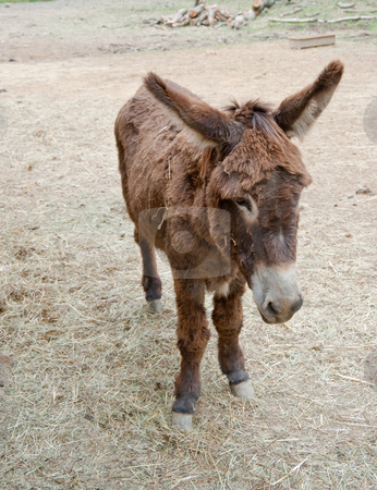 To use this stock image in your creative project, please select the size you need over to the right and click the "Add to Cart" button.
Your downloaded image will come with the Cutcaster watermark removed so don’t worry about the watermark you see on this page. Mule stock photo, Mule at Guedelon castle, France by Jaime Pharr