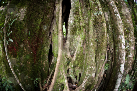 To use this stock image in your creative project, please select the size you need over to the right and click the "Add to Cart" button.
Your downloaded image will come with the Cutcaster watermark removed so don’t worry about the watermark you see on this page. Strangler Fig Tree stock photo, Strangler Fig Tree in Costa Rican cloud forest by Scott Griessel