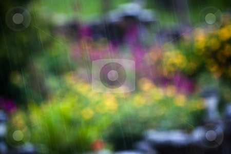 To use this stock image in your creative project, please select the size you need over to the right and click the "Add to Cart" button.
Your downloaded image will come with the Cutcaster watermark removed so don’t worry about the watermark you see on this page. Closeup of rain stock photo, Closeup of rain in front of foliage in Costa Rica by Scott Griessel