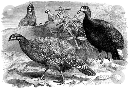 To use this stock image in your creative project, please select the size you need over to the right and click the "Add to Cart" button.
Your downloaded image will come with the Cutcaster watermark removed so don’t worry about the watermark you see on this page. Wild Pheasants stock photo, Engraving of wild pheasant birds by George C. Leighton, Published in Illustrated London News, Volume 56, 1870. Public domain image by virtue of age. by Martin Crowdy
