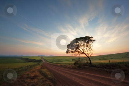 To use this stock image in your creative project, please select the size you need over to the right and click the "Add to Cart" button.
Your downloaded image will come with the Cutcaster watermark removed so don’t worry about the watermark you see on this page. Road on a farm stock photo, Image of a sunrise at a wheat field on a farm in South Africa by Kobus Tollig