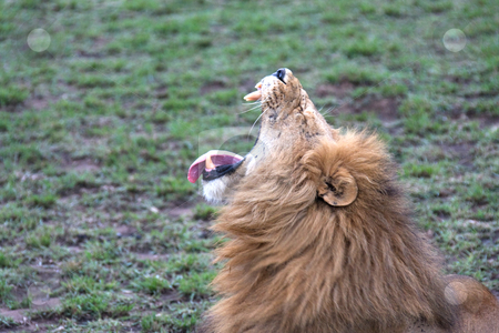 To use this stock image in your creative project, please select the size you need over to the right and click the "Add to Cart" button.
Your downloaded image will come with the Cutcaster watermark removed so don’t worry about the watermark you see on this page. Lion mouth open stock photo, Lion openen mouth wide open by Michael Juhl