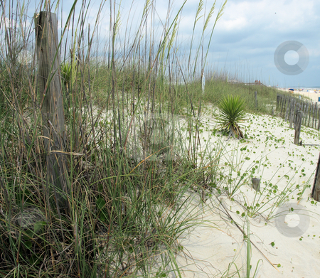 To use this stock image in your creative project, please select the size you need over to the right and click the "Add to Cart" button.
Your downloaded image will come with the Cutcaster watermark removed so don’t worry about the watermark you see on this page. The dunes stock photo, The dunes along the North Carolina Shore by Tim Markley