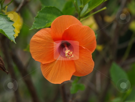 To use this stock image in your creative project, please select the size you need over to the right and click the "Add to Cart" button.
Your downloaded image will come with the Cutcaster watermark removed so don’t worry about the watermark you see on this page. Orange flower stock photo, Orange flower up close and in full bloom by Tim Markley