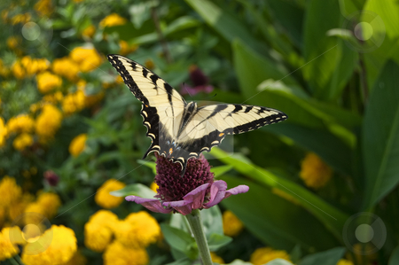 To use this stock image in your creative project, please select the size you need over to the right and click the "Add to Cart" button.
Your downloaded image will come with the Cutcaster watermark removed so don’t worry about the watermark you see on this page. Butterfly in marigolds stock photo, Monarch butterfly in flowers gardens by Todd Thatcher
