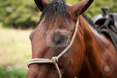 To use this stock image in your creative project, please select the size you need over to the right and click the "Add to Cart" button.
Your downloaded image will come with the Cutcaster watermark removed so don’t worry about the watermark you see on this page. Horse stock photo, Horse maintained for tourist riders in Costa Rica by Scott Griessel