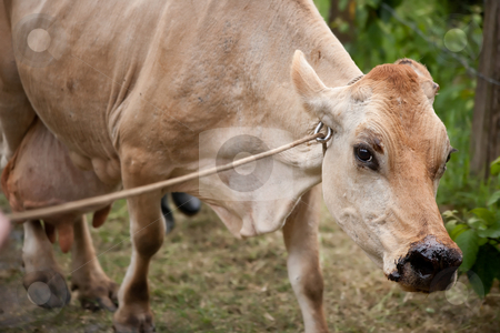 To use this stock image in your creative project, please select the size you need over to the right and click the "Add to Cart" button.
Your downloaded image will come with the Cutcaster watermark removed so don’t worry about the watermark you see on this page. Costa Rican cow stock photo, Healthy cow on Costa Rican dairy farm by Scott Griessel
