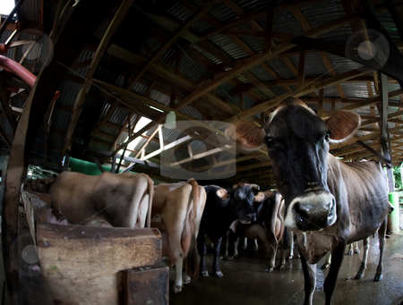 To use this stock image in your creative project, please select the size you need over to the right and click the "Add to Cart" button.
Your downloaded image will come with the Cutcaster watermark removed so don’t worry about the watermark you see on this page. Cow on a dairy farm stock photo, Cow in a herd waiting to be milked on Costa Rican dairy farm by Scott Griessel