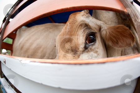 To use this stock image in your creative project, please select the size you need over to the right and click the "Add to Cart" button.
Your downloaded image will come with the Cutcaster watermark removed so don’t worry about the watermark you see on this page. Cow on panel truck stock photo, Cow on panel truck waiting to be transported in Costa Rica by Scott Griessel