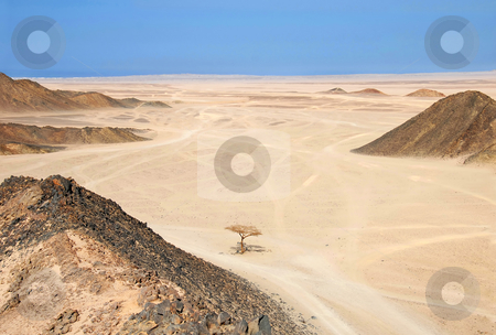 To use this stock image in your creative project, please select the size you need over to the right and click the "Add to Cart" button.
Your downloaded image will come with the Cutcaster watermark removed so don’t worry about the watermark you see on this page. Egypt desert stock photo, Sahara dry desert with lonely tree by Hurghada, Egypt by Julija Sapic