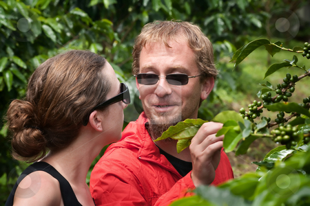 To use this stock image in your creative project, please select the size you need over to the right and click the "Add to Cart" button.
Your downloaded image will come with the Cutcaster watermark removed so don’t worry about the watermark you see on this page. American and European couple on coffee plantation in Costa Rica stock photo, Attractive American and European couple on coffee plantation in Costa Rica by Scott Griessel