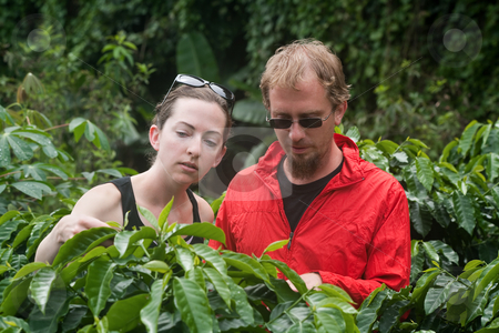 To use this stock image in your creative project, please select the size you need over to the right and click the "Add to Cart" button.
Your downloaded image will come with the Cutcaster watermark removed so don’t worry about the watermark you see on this page. American and European couple on coffee plantation in Costa Rica stock photo, Attractive American and European couple on coffee plantation in Costa Rica by Scott Griessel