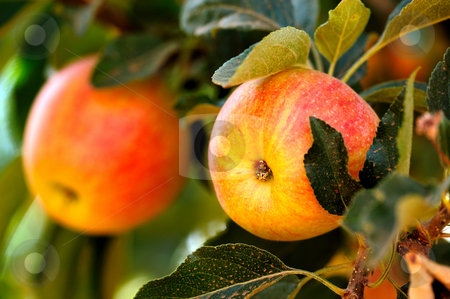 To use this stock image in your creative project, please select the size you need over to the right and click the "Add to Cart" button.
Your downloaded image will come with the Cutcaster watermark removed so don’t worry about the watermark you see on this page. Yellow Summer Apples stock photo, Red and yellow summer apple almost ready for the Autumn harvest and delivery to the farmers market by Lynn Bendickson